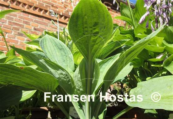 Hosta Blue Tips